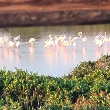 Mare Sole Vento 38 Punta Prosciutto Nyaraló Torre Colimena