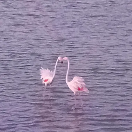 Mare Sole Vento 38 Punta Prosciutto Torre Colimena