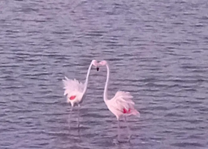 Mare Sole Vento 38 Punta Prosciutto 托雷科里梅纳